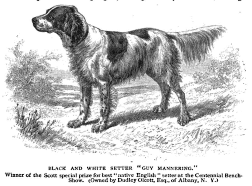 Dudley Olcott's English Setter, Guy Mannering